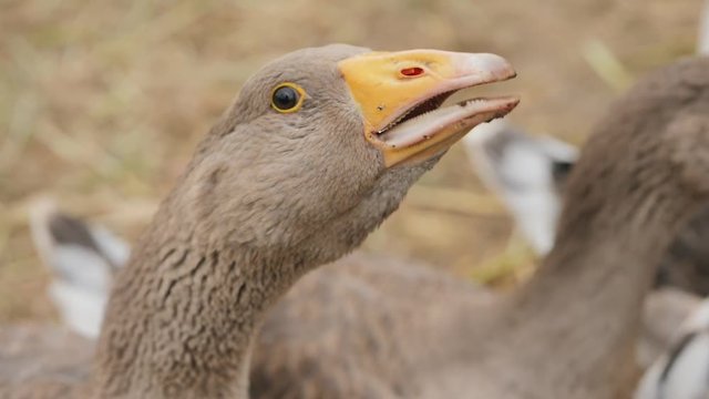 Poultry - portrait of a goose on a farm
