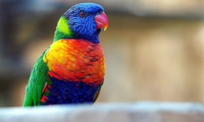 rainbow lorikeet on branch