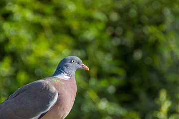 pigeon in the park