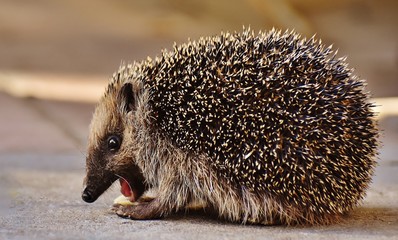 hedgehog in the forest