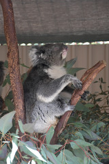 Ein sehr sehr müde Koala