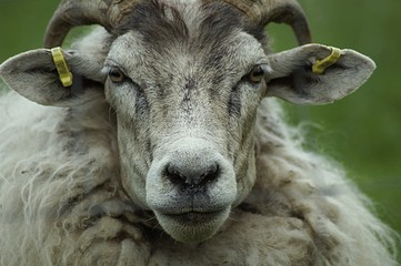 white goat portrait of a ram