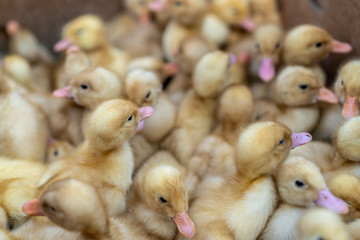 Little ducklings. Many children duck at the poultry farm