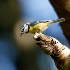 Blue Tit cached a spider.