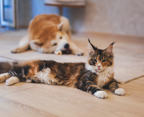 Meinkun cat and Akita Inu dog, best friends, relaxing on the floor at home. Pet Relationships