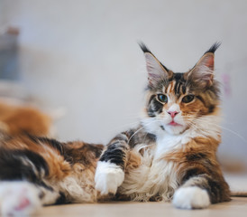 Portrait of a beautiful fluffy multi-colored Maine Coon kitten - obrazy, fototapety, plakaty