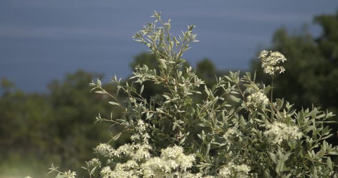 Plant of the macchia in the karst with the mediterrenian sea in the background