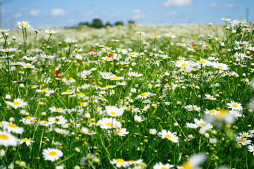 summer meadow full of blossoming camomiles