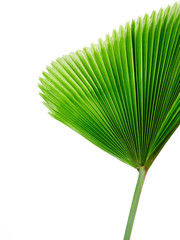 Single palm leaf isolated on white