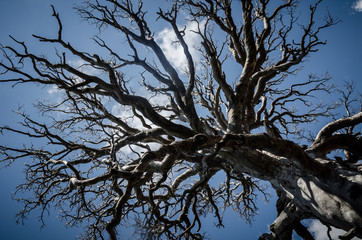 Majestic scary old dried tree landscape sky