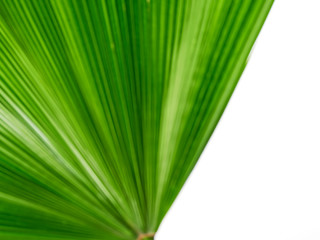 Single palm leaf isolated on white