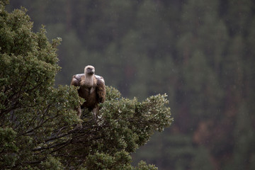 Griffon vulture in Ordesa