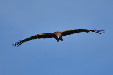 鳶