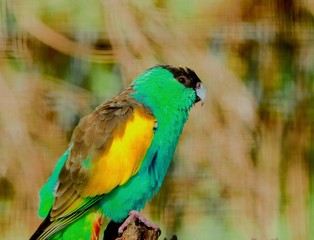 parrot