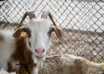 Obraz premium Motley goat looking at the camera, animal portrait in the backyard with metal fence behind