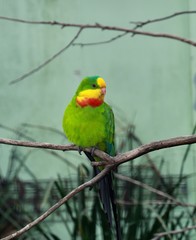 colorful parrot on a branch