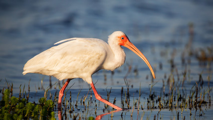 American white ibis (Eudocimus albus), Everglades National Park, Florida