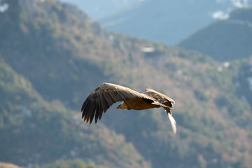 Griffon vulture in Ordesa