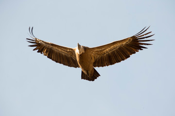 Griffon vulture in Ordesa