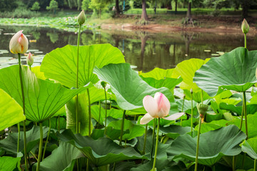 Egyptian lotus on the lake