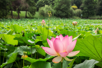 Egyptian lotus on the lake