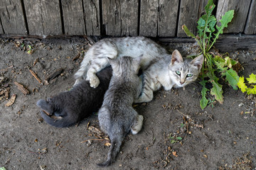 homeless cat feeds kittens on the street under the fence. Kittens suck milk from their mother....