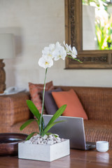 White orchid flower pot on the desk next to the laptop