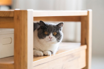 Cute british shorthair, indoor shot © chendongshan