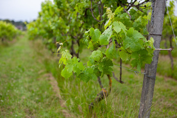 Sunset in a British vineyard