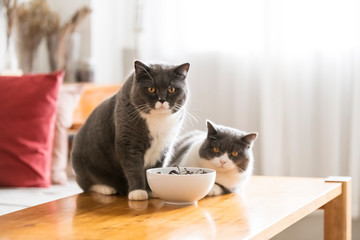 Cute british shorthair, indoor shot