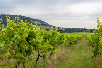 Obraz premium Sunset in a British vineyard