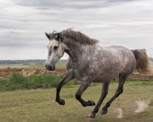 Fototapeta na wymiar Young grey andalusian horse running in gallop in the field. Close, in motion.
