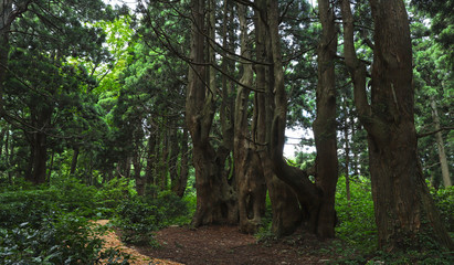 【山形県 日本の観光名所】幻想の森 ウラ杉