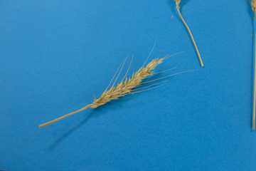 One spikelet of wheat on an isolated blue background