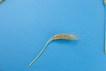 One spikelet of ripe wheat on an isolated blue background