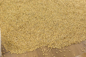 Background of ripe organic natural Malt for the preparation of Whiskey and Beer on a wooden background