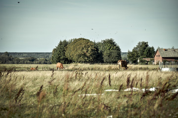 rural landscape with cows