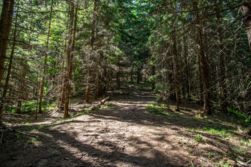 Fototapeta premium Forest trail among summer trees in the mountains