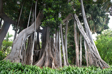Giant Ficus Tree , ficus benjamina in the botanical garden of Puerto de la Cruz, Tenerife, Spain