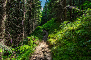 Forest trail among summer trees in the mountains