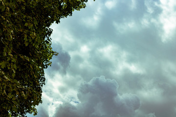 Compact clouds in the sky with bright leaves are near a green shade and several trees
