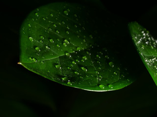 Green blade with water drops