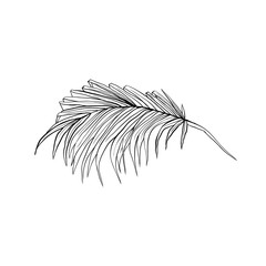 Coconut frond hand drawn vector illustration. Tropical, exotic split leaf isolated drawing. Plant ink pen sketch. Jungle, rainforest leafage decorative clipart. Botanical design element