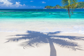 Fototapeta na wymiar beach with palm trees, Seychelles 