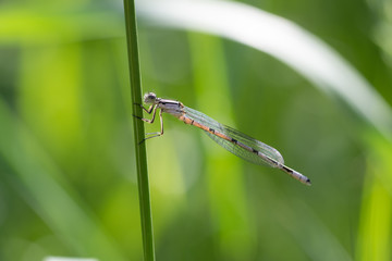 Dragonfly on a straw
