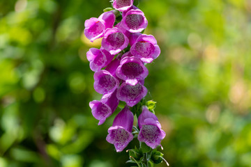 Beautiful Digitalis © David Pecheux