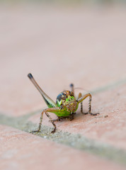 Eupholidoptera chabreri. Bush cricket, insect facing camera.