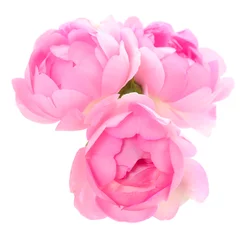 Foto op Aluminium Pink roses flowers. © Galyna