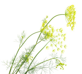 Close up shot of branch of fresh green dill herb leaves.