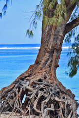 Arbre - Ile de la Reunion